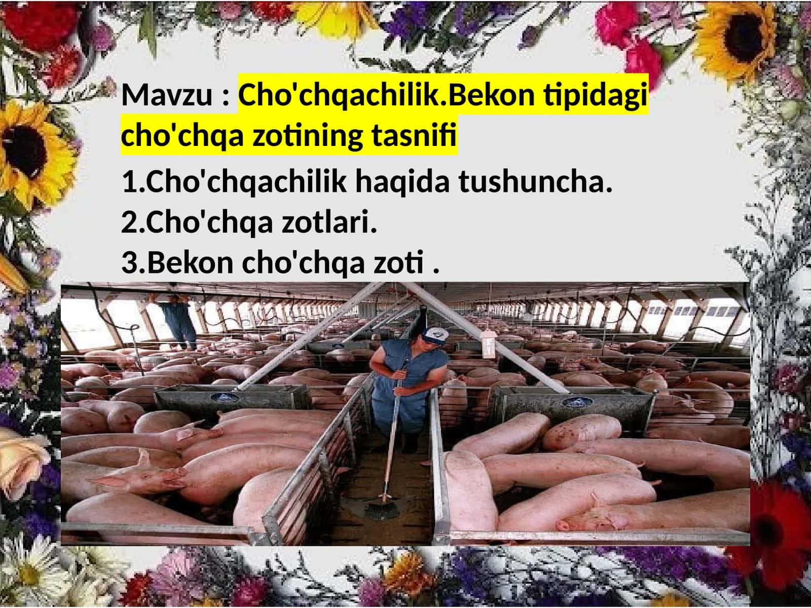 Cho'chqachilik