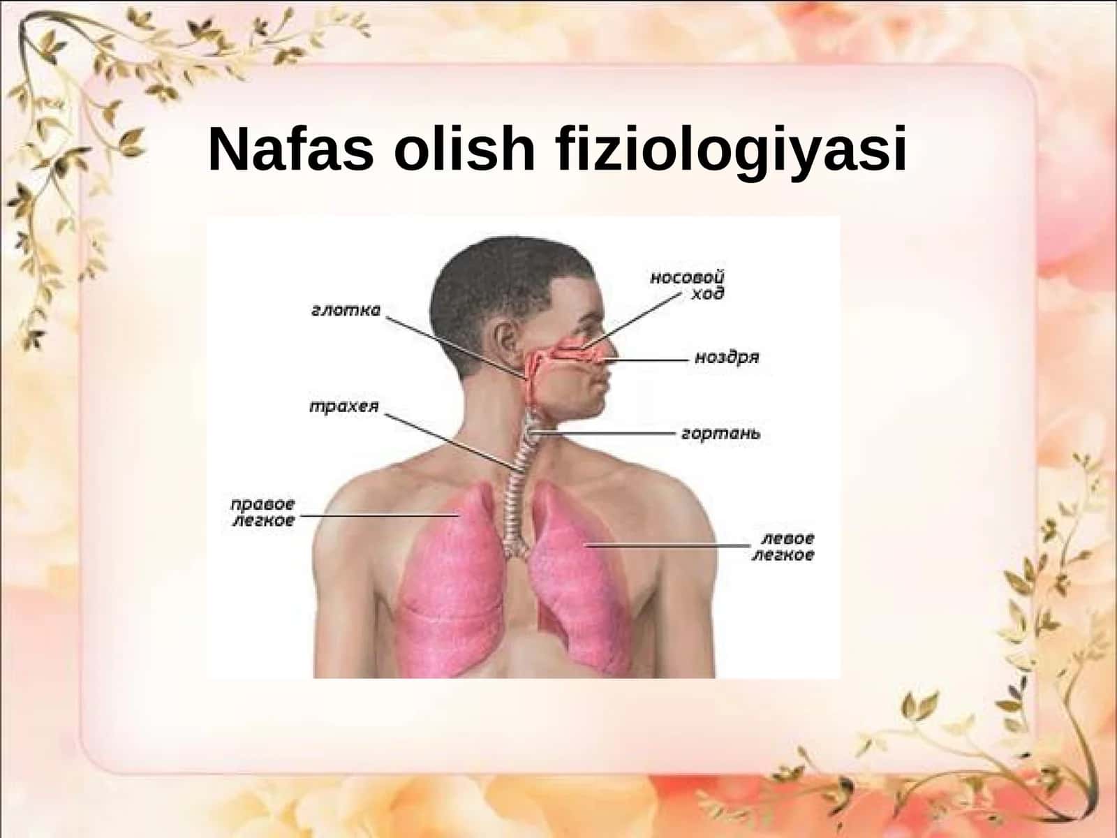 Nafas olish fiziologiyasi