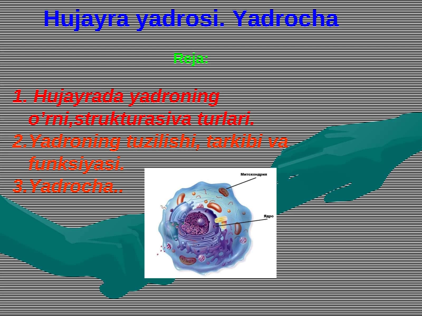 Hujayra yadrosi. Yadrocha