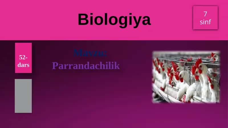Parrandachilik