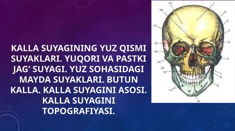 Kalla suyagining yuz qismi suyaklari