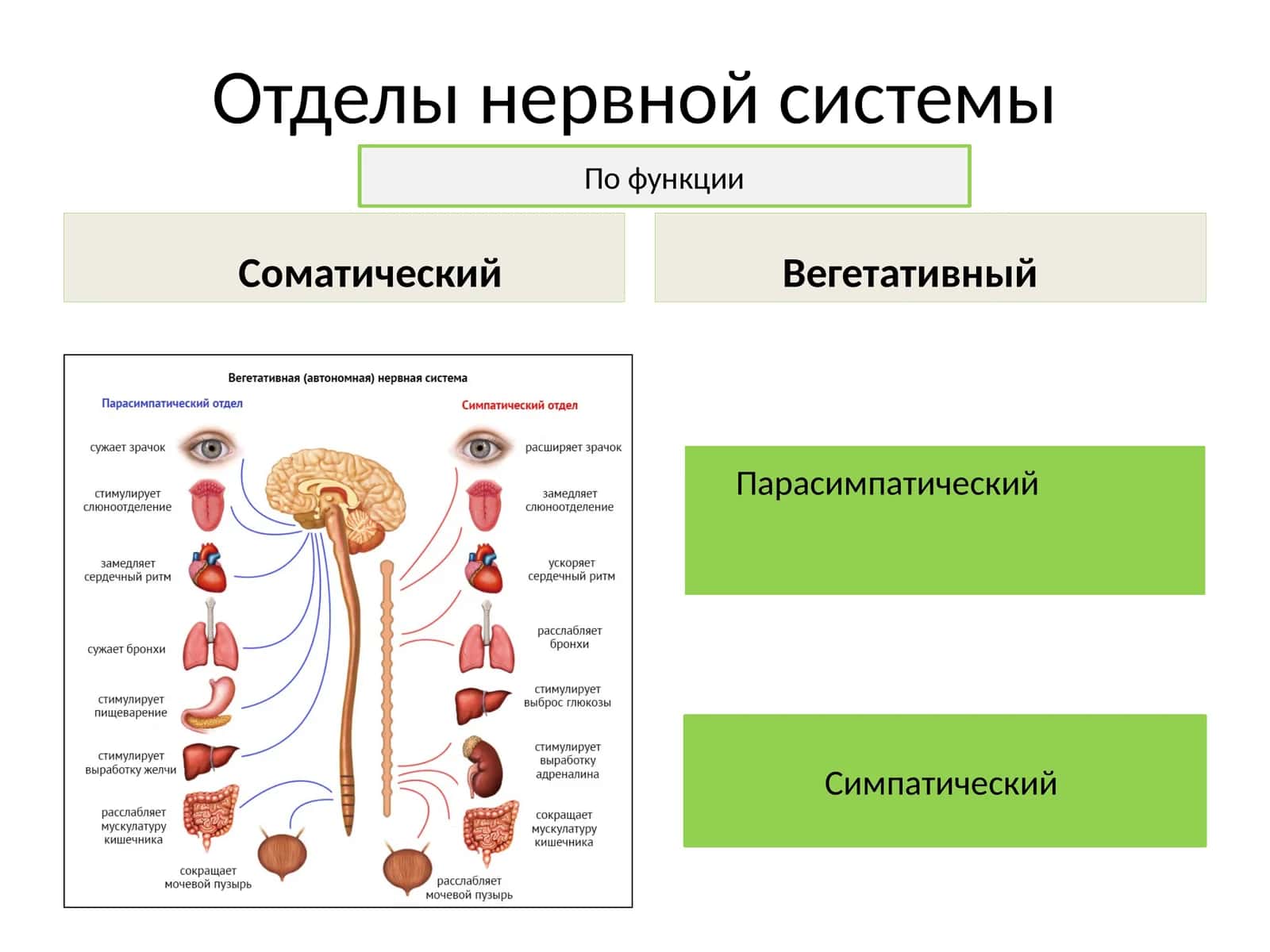 Отделы нервной системы
