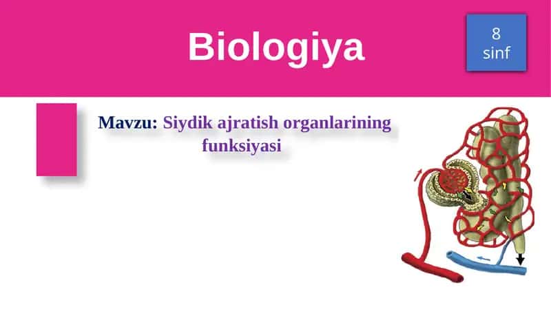Siydik ajratish organlarining funksiyasi