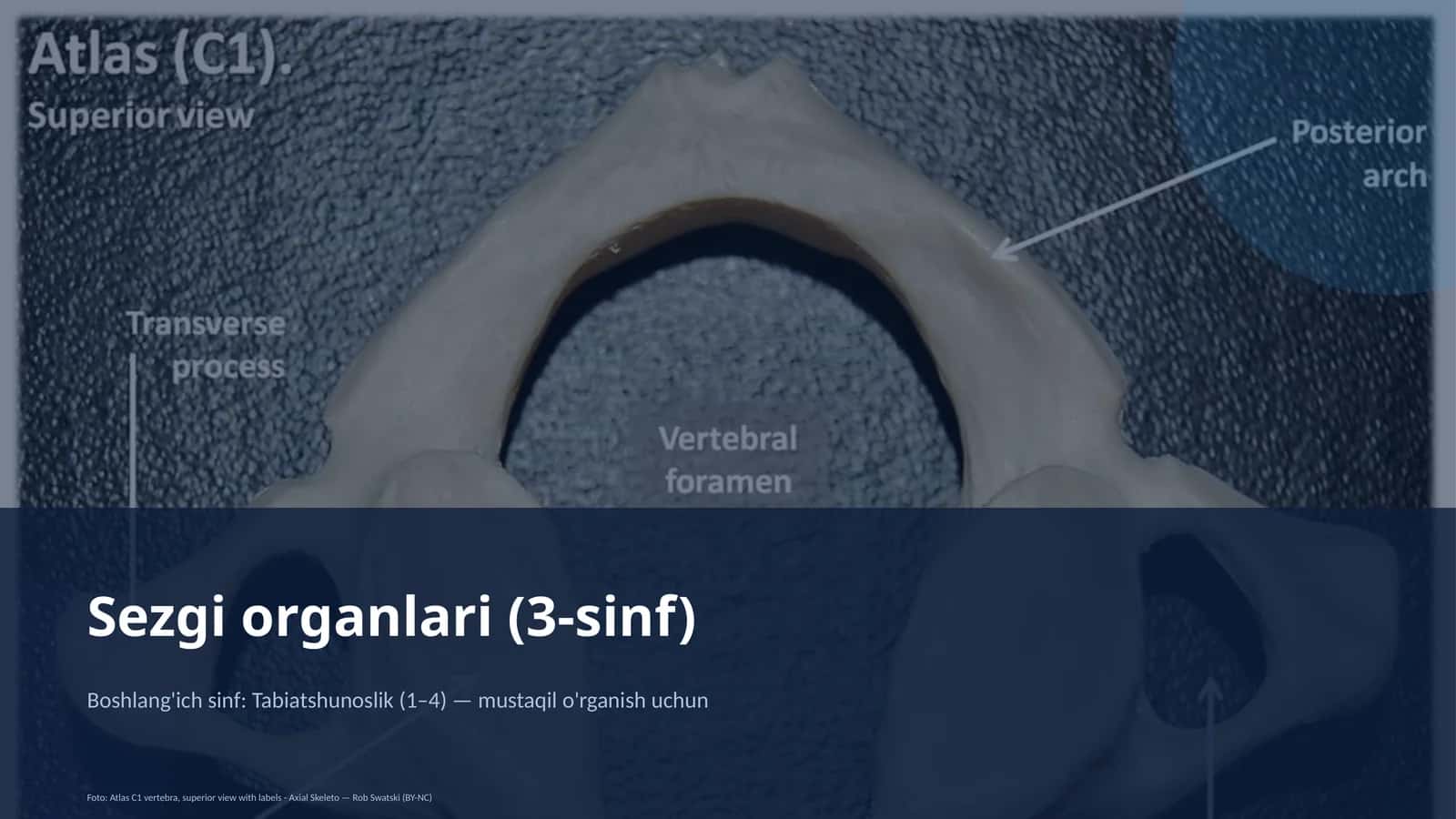 Sezgi organlari (3-sinf)