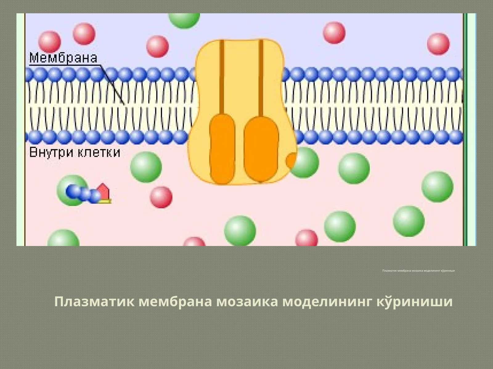 Плазматик мембрана мозаика модели