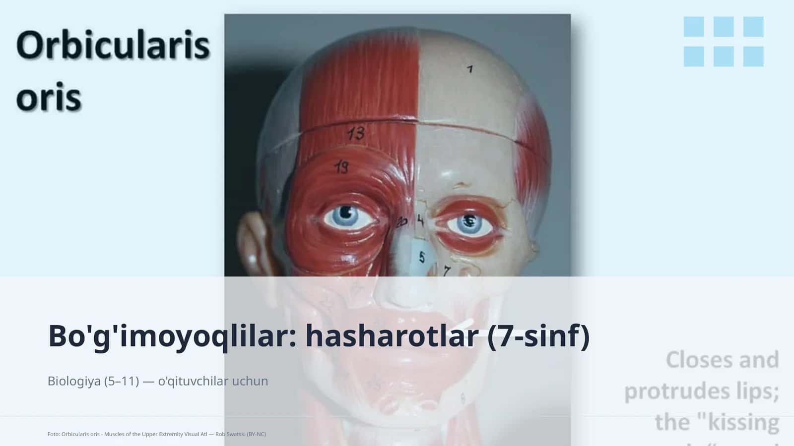 Bo'g'imoyoqlilar: hasharotlar (7-sinf)