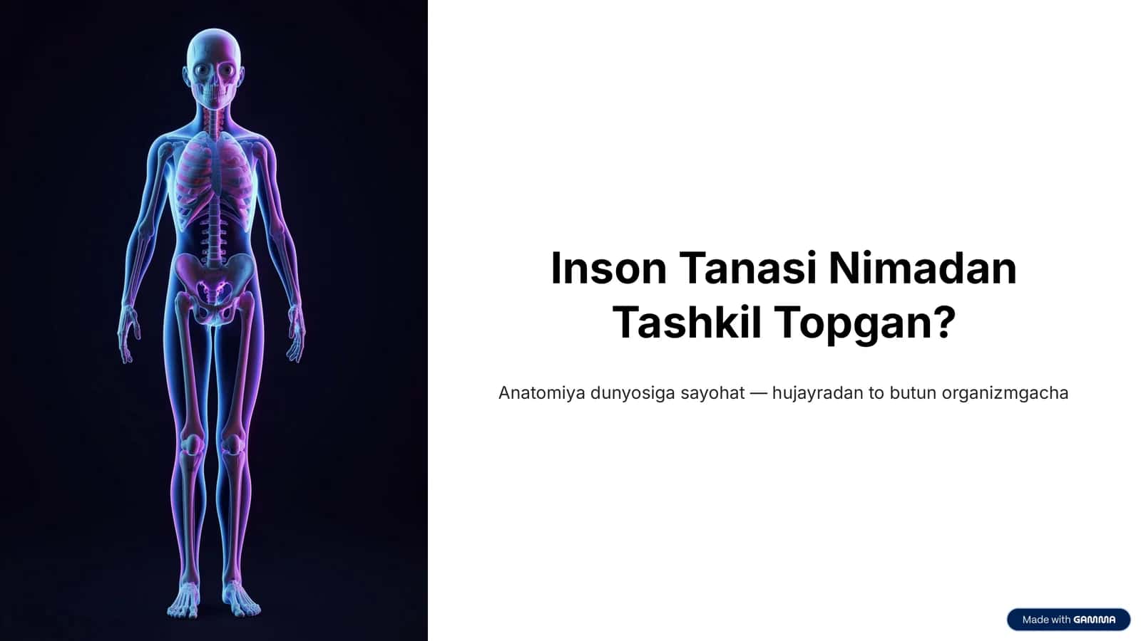 Odam Anatomiyasi