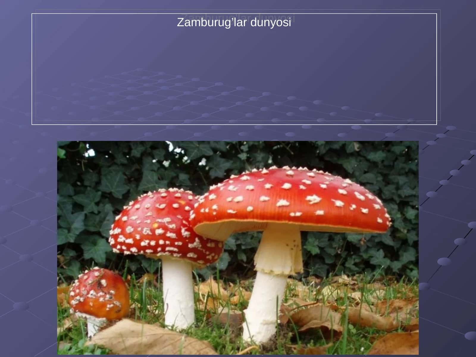 Zamburug’lar dunyosi