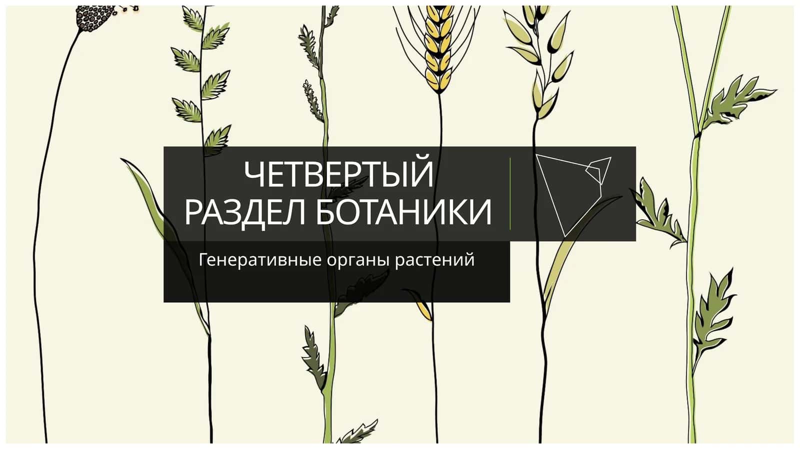 ЧЕТВЕРТЫЙ РАЗДЕЛ БОТАНИКИ