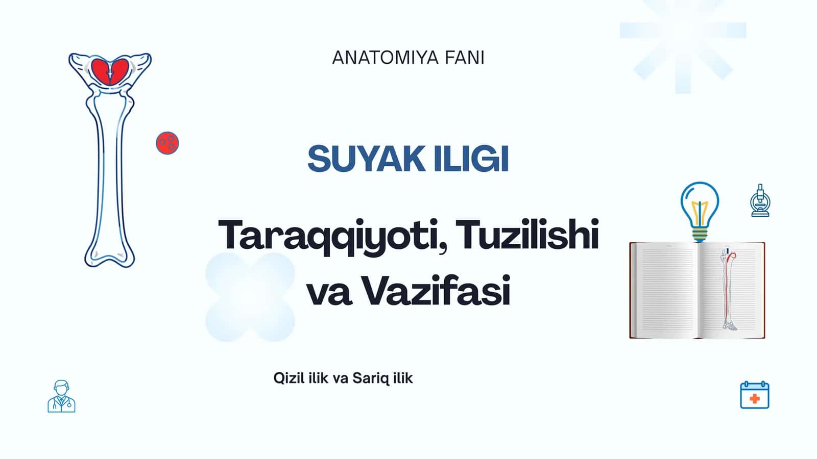 Suyak iligi taraqqiyoyi, tuzilishi va vazifasi. Qizil ilik va sariq ilik