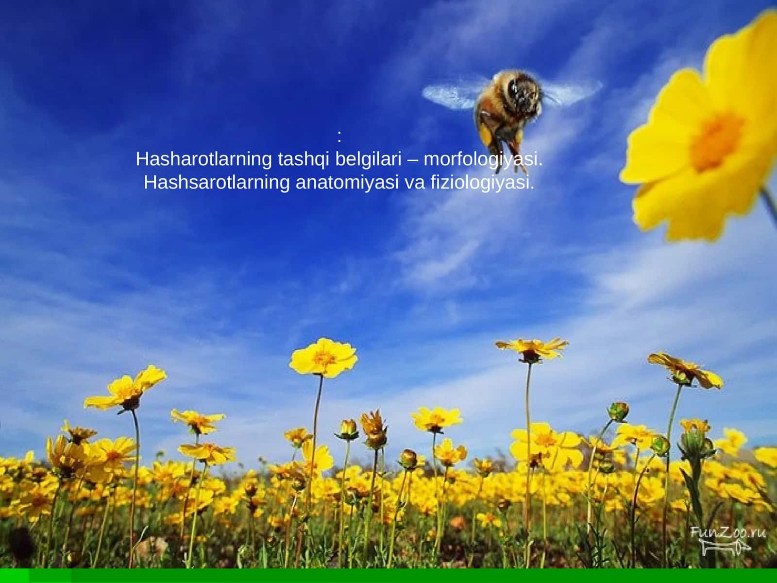 Hasharotlar anatomiyasi va fiziologiyasi