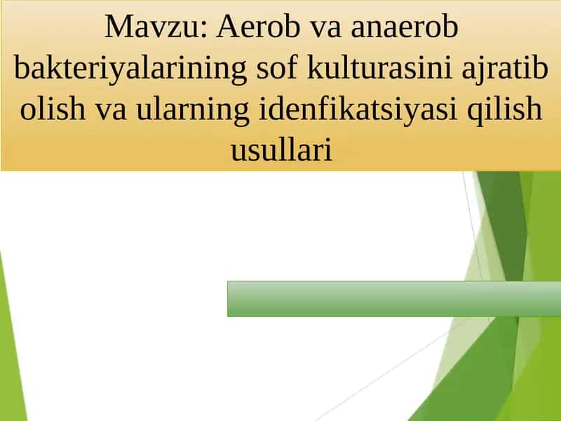 Aerob va anaerob bakteriyalarining sof kulturasini ajratib olish
