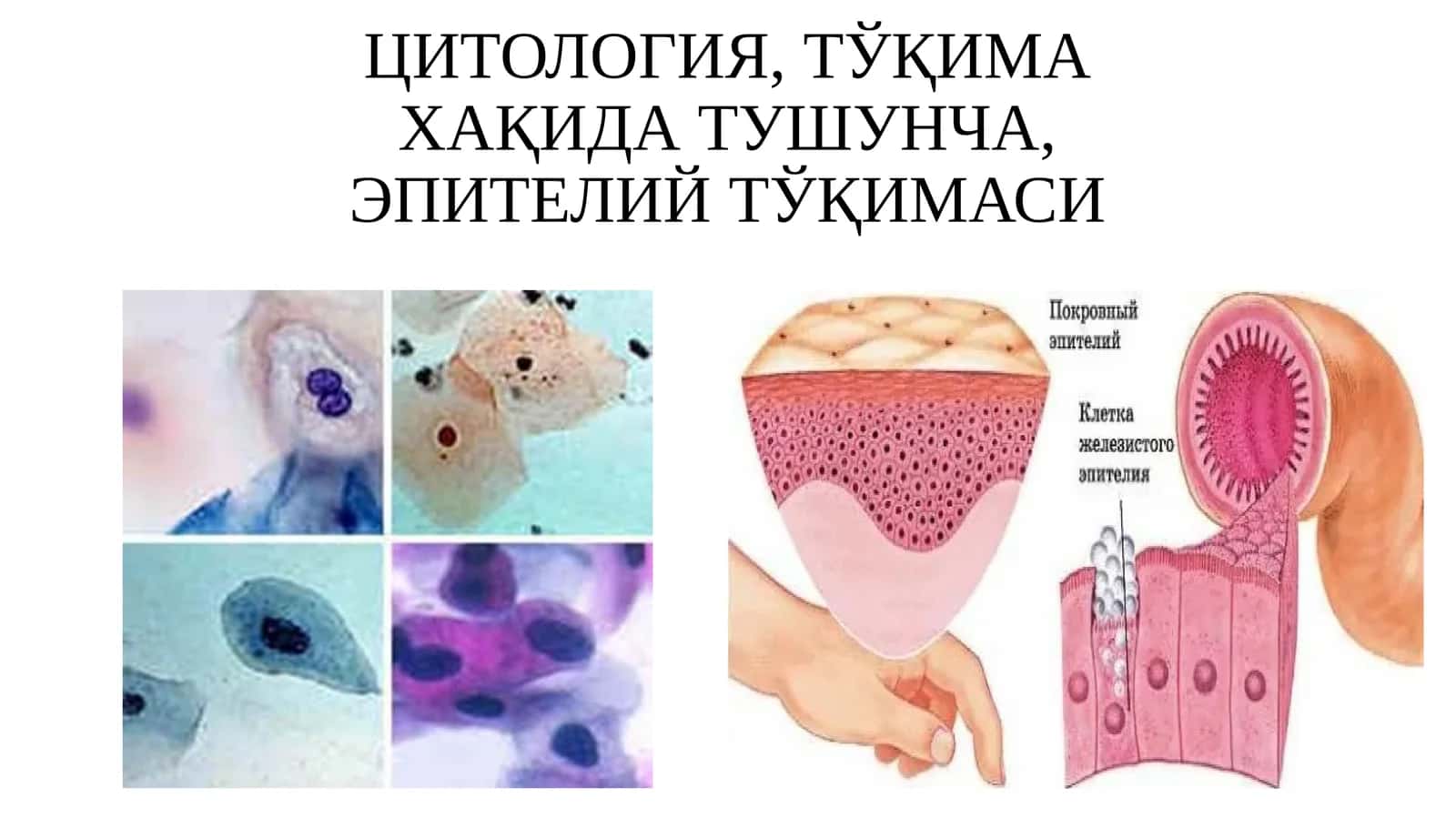 Гистология,ТЎҚИМА ХАҚИДА ТУШУНЧА,ЭПИТЕЛИЙТЎҚИМАСИ