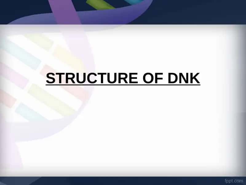 DNA Structure