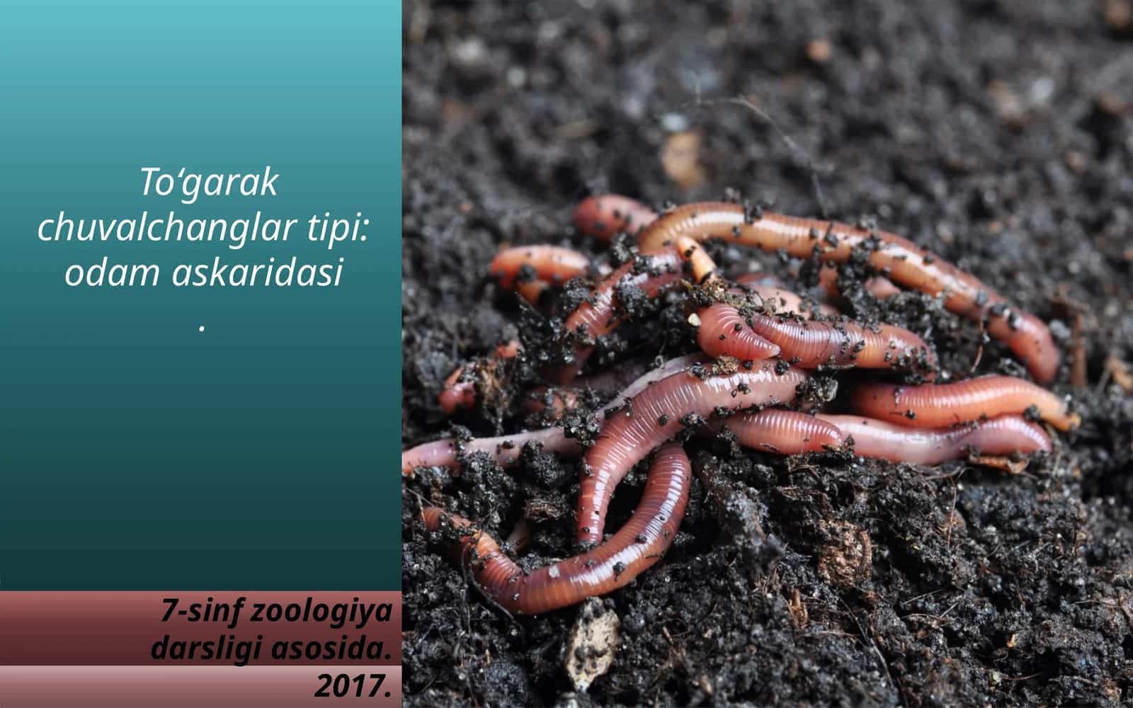 To‘garak chuvalchanglar tipi:odam askaridasi