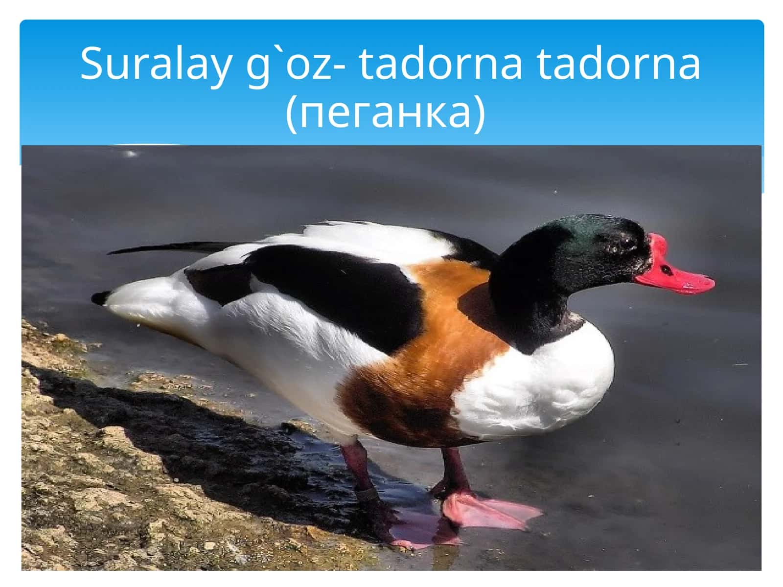 Suralayg`oz-tadornatadorna(пеганка)