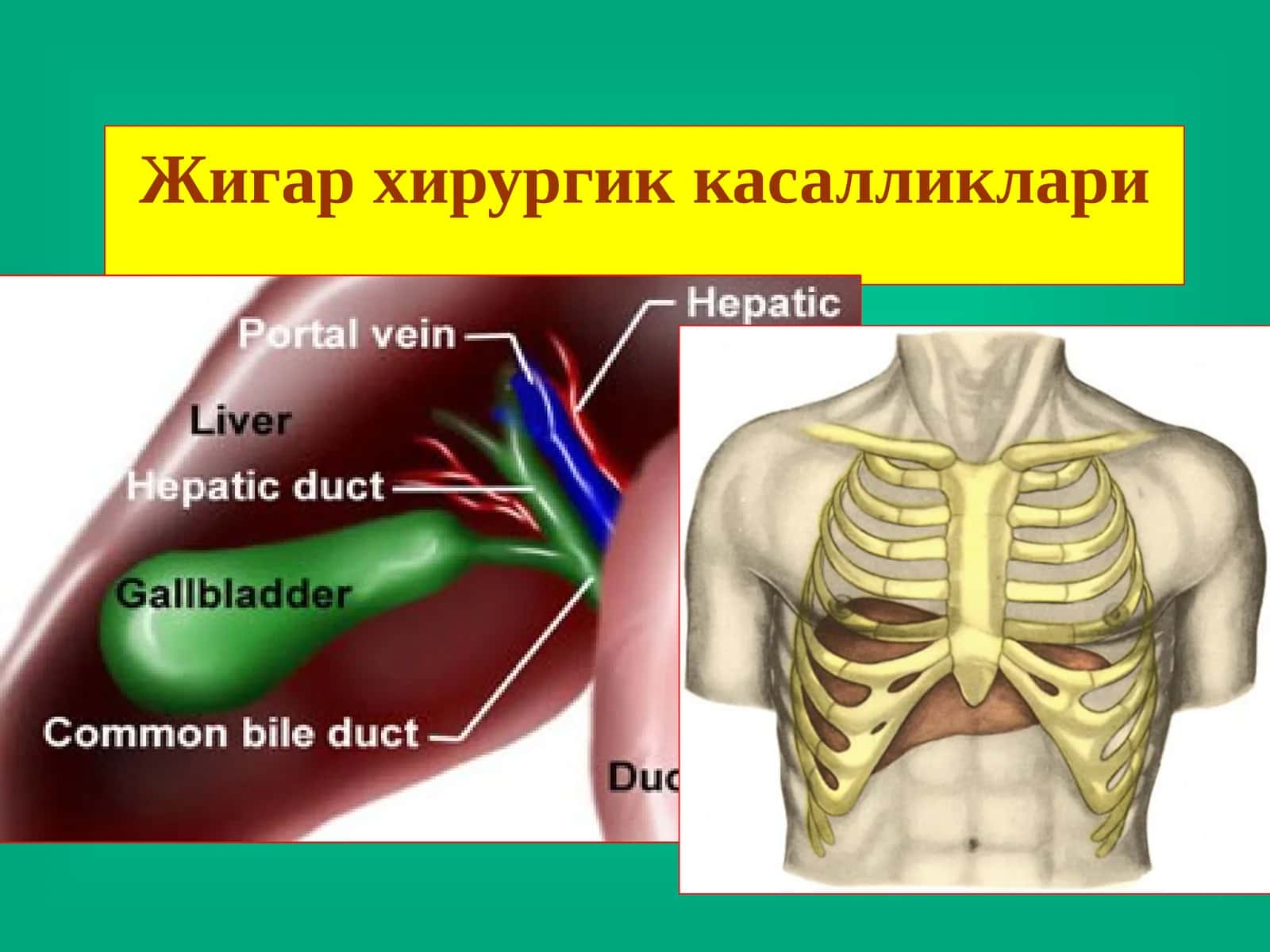 Жигар хирургик касалликлари