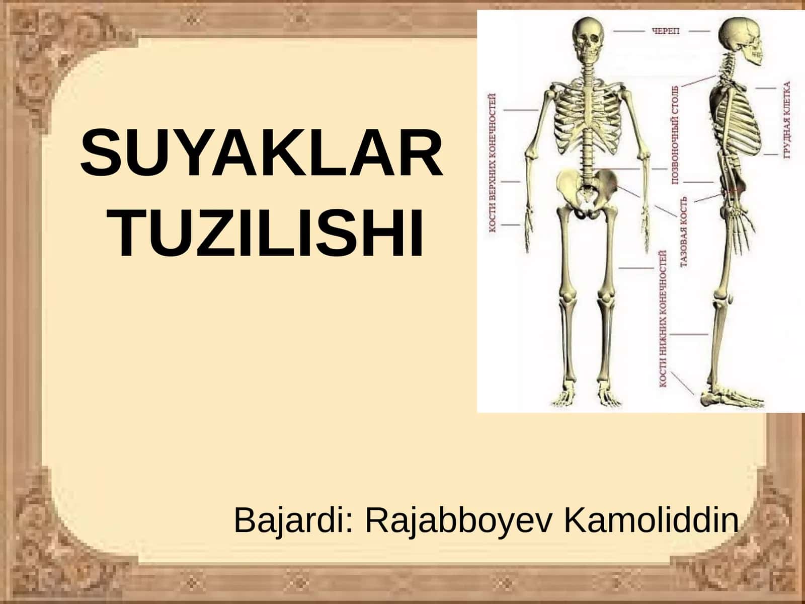 SUYAKLARTUZILISHI