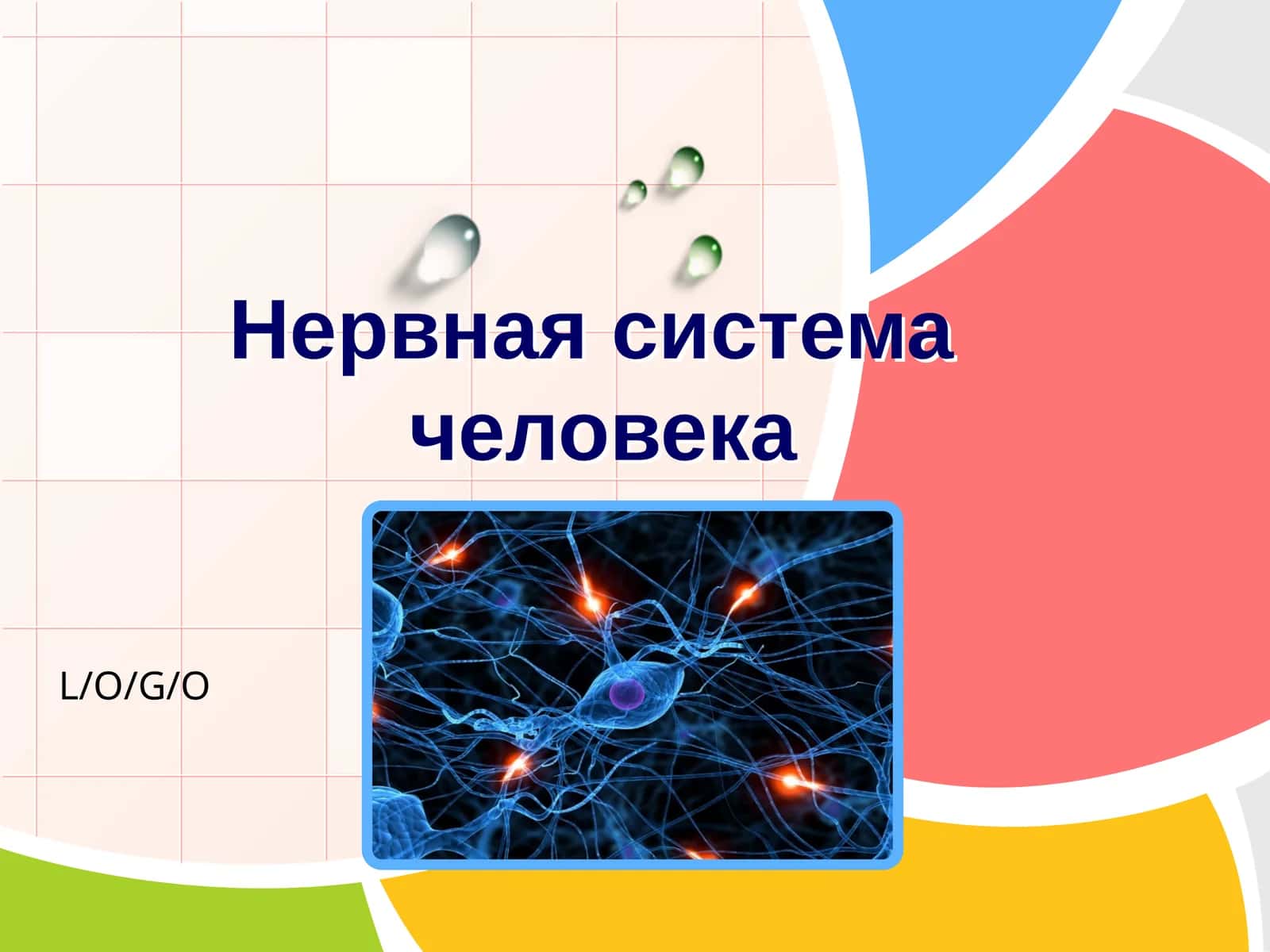 Нервная система человека