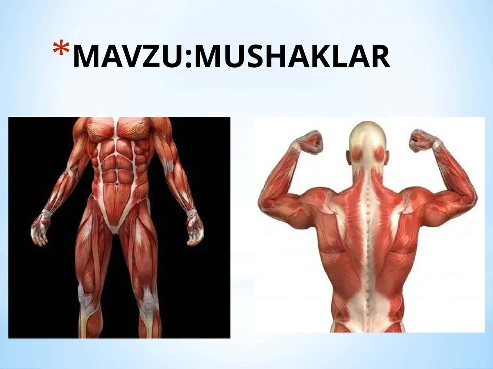 MUSHAKLAR