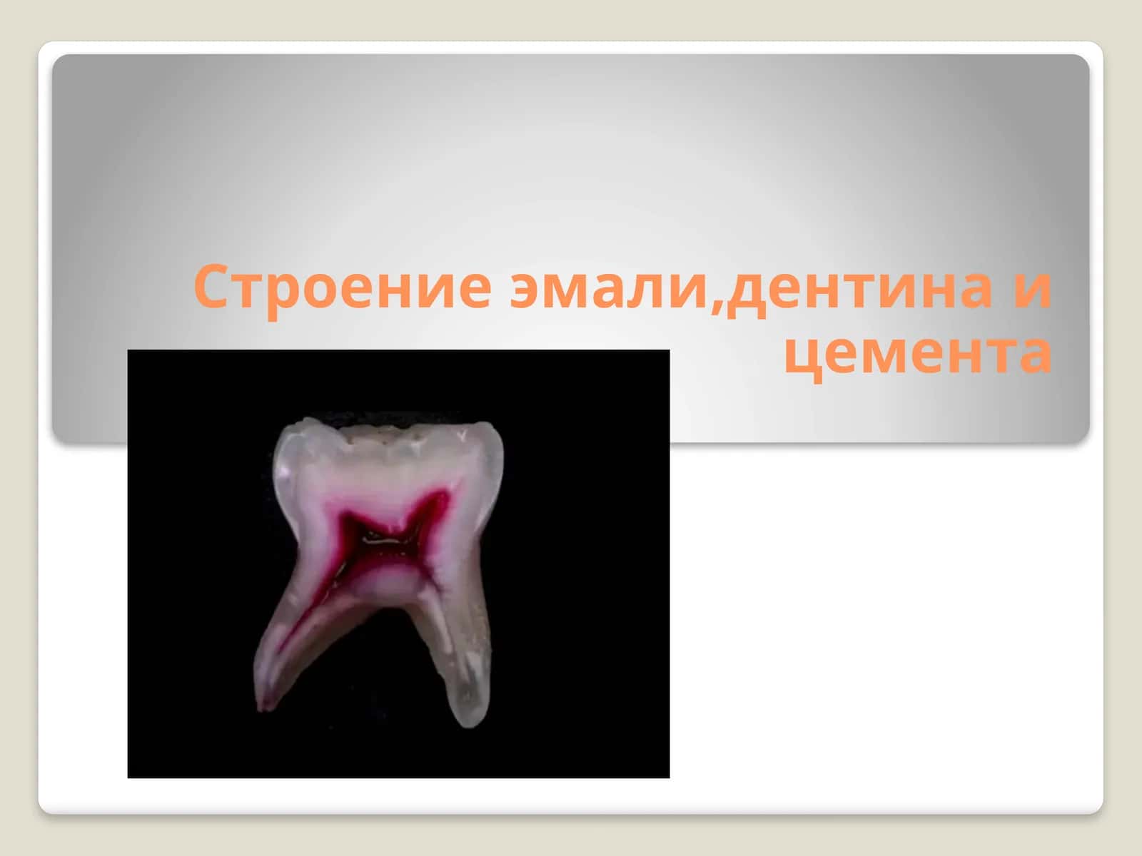Эмаль зуба