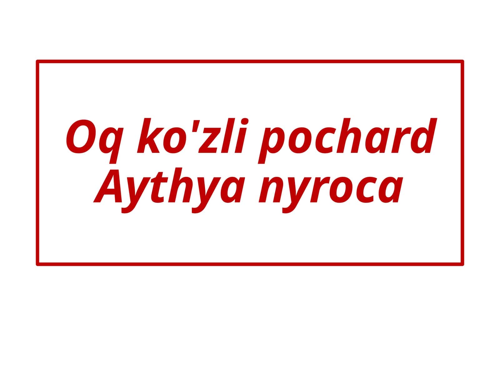 Oq ko'zli pochardAythya nyroca