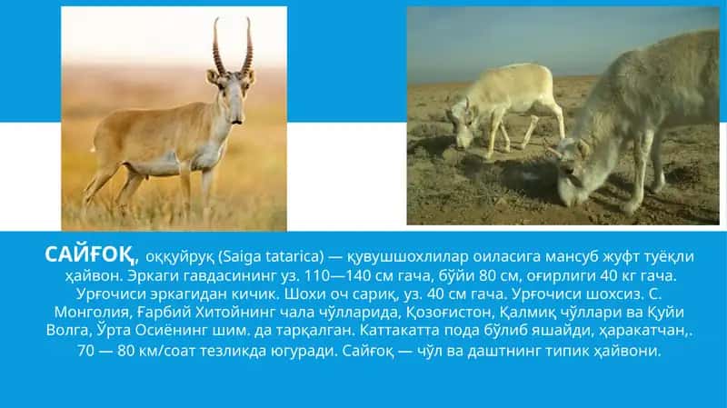 САЙҒОҚ,оққуйруқ (Saigatatarica)