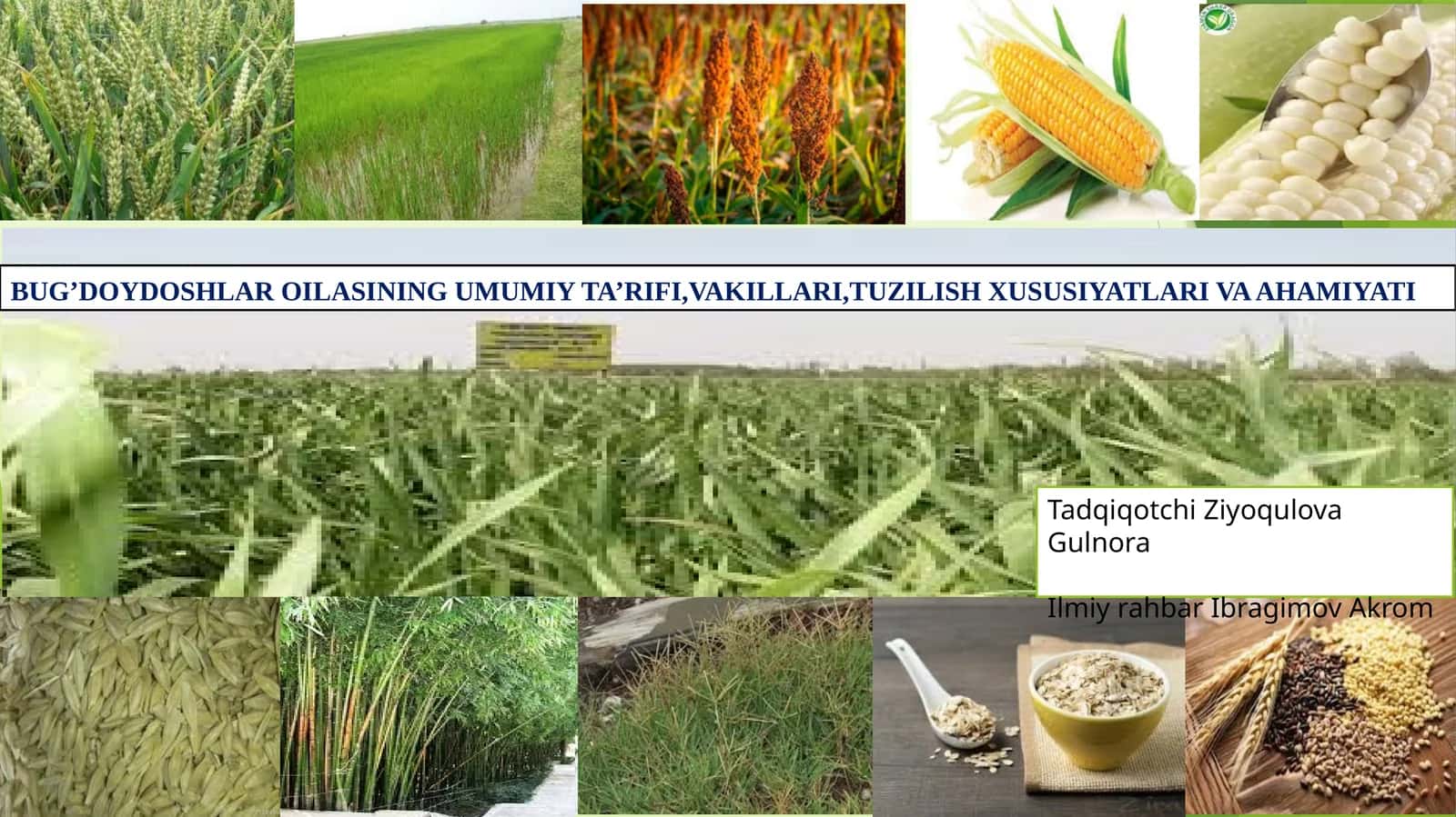 BUG’DOYDOSHLAR OILASINING UMUMIY TA’RIFI,VAKILLARI,TUZILISH XUSUSIYATLARI VA AHAMIYATI