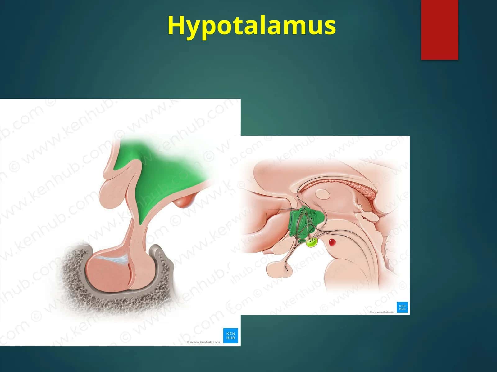Hypotalamus