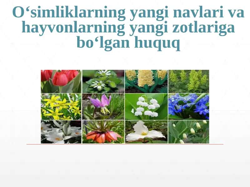 O‘simliklarning yangi navlari va hayvonlarning yangi zotlariga bo‘lgan huquq