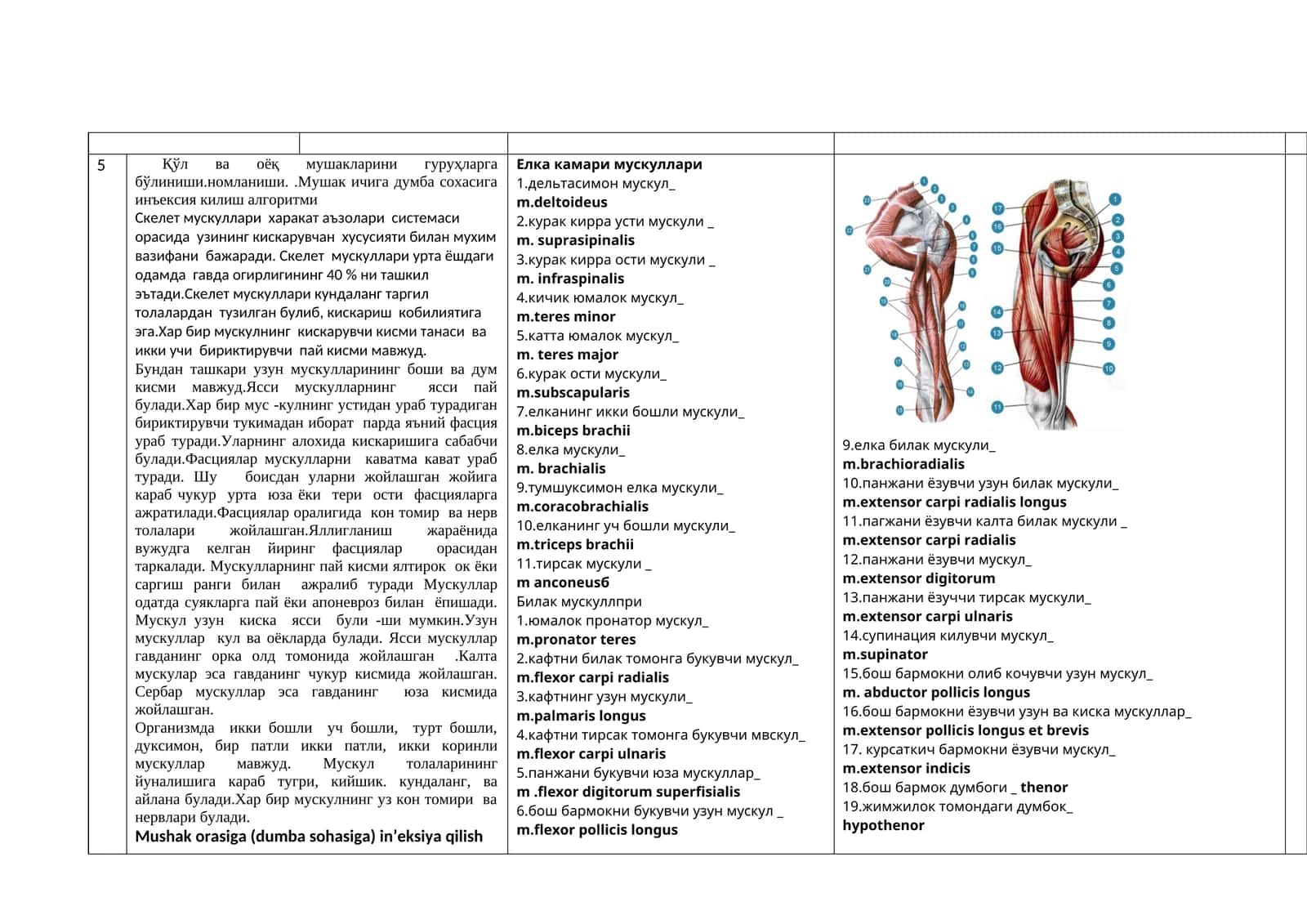 Скелет мускуллари харакат аъзолари системаси