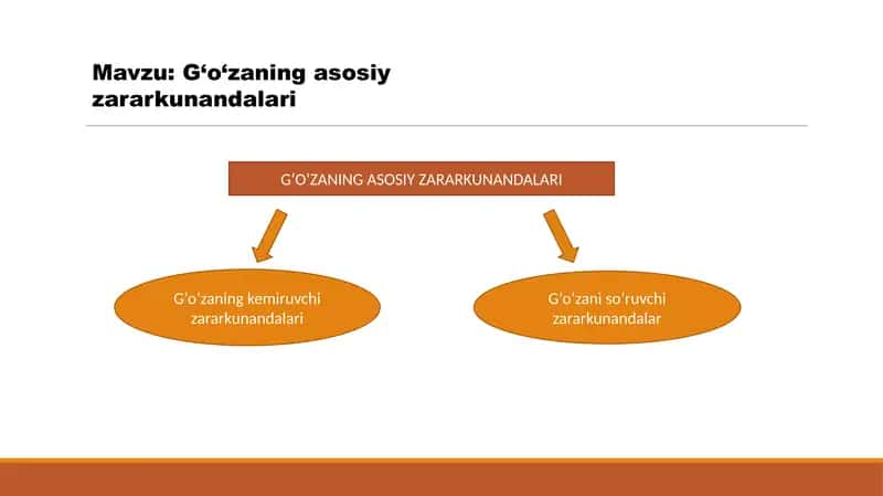 G‘o‘zaning asosiy zararkunandalari
