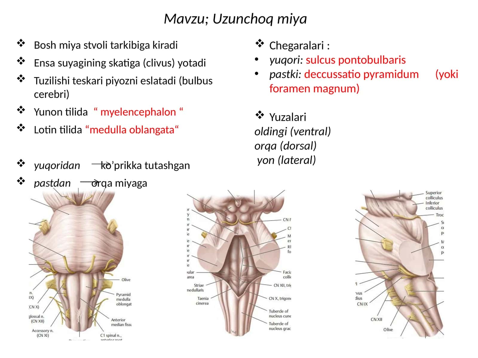 Uzunchoqmiya