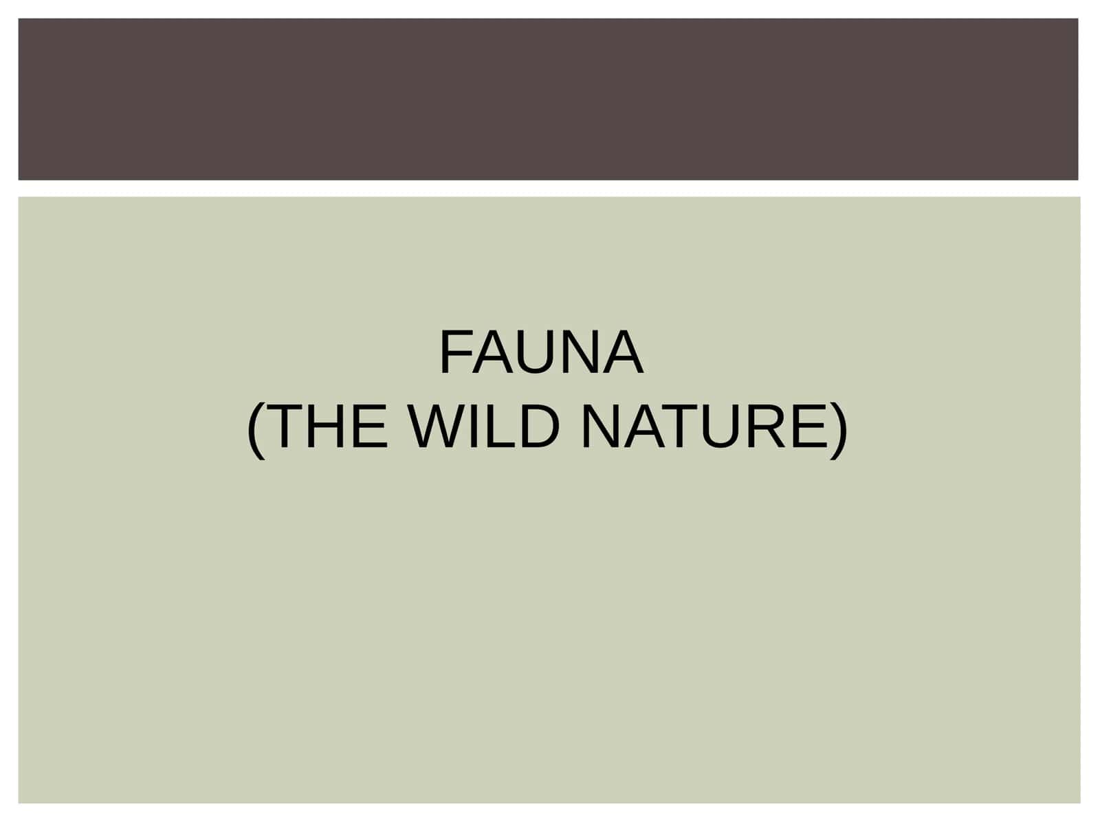 FAUNA