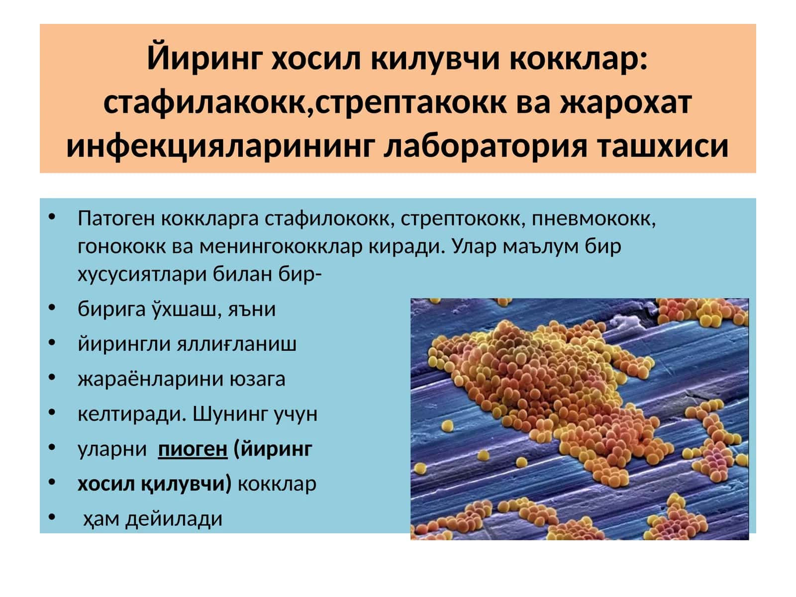 Йирингхосилкилувчикокклар:стафилакокк,стрептакоккважарохатинфекцияларининглабораторияташхиси