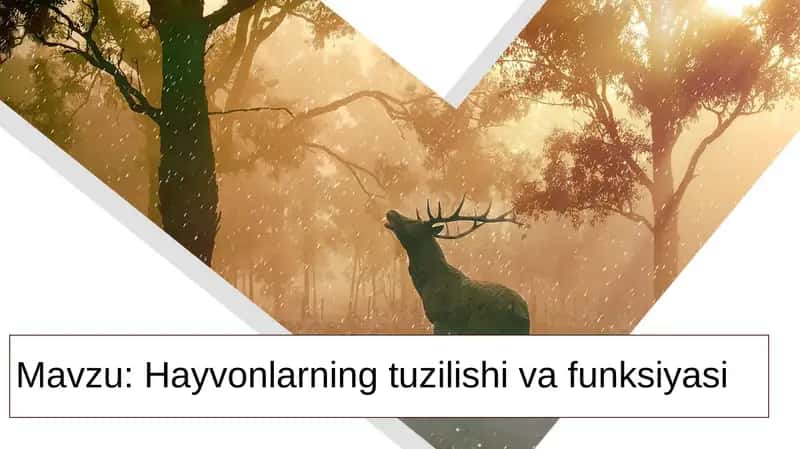Hayvonlarning tuzilishi va funksiyasi