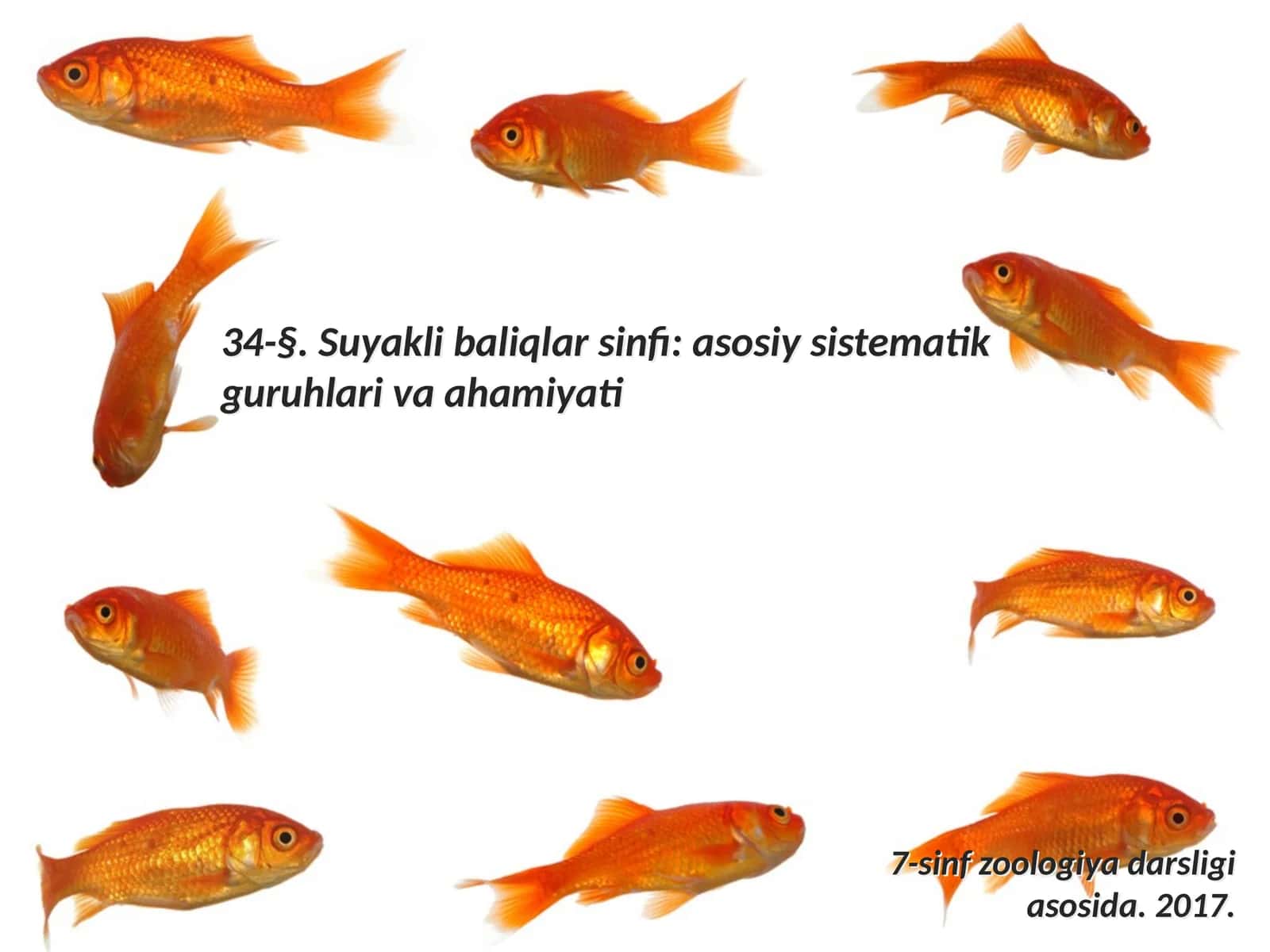 7-sinf Zoologiya 'Suyakli baliqlar sinfi asosiy sistematik guruhlari va ahamiyati' ko'rgazma