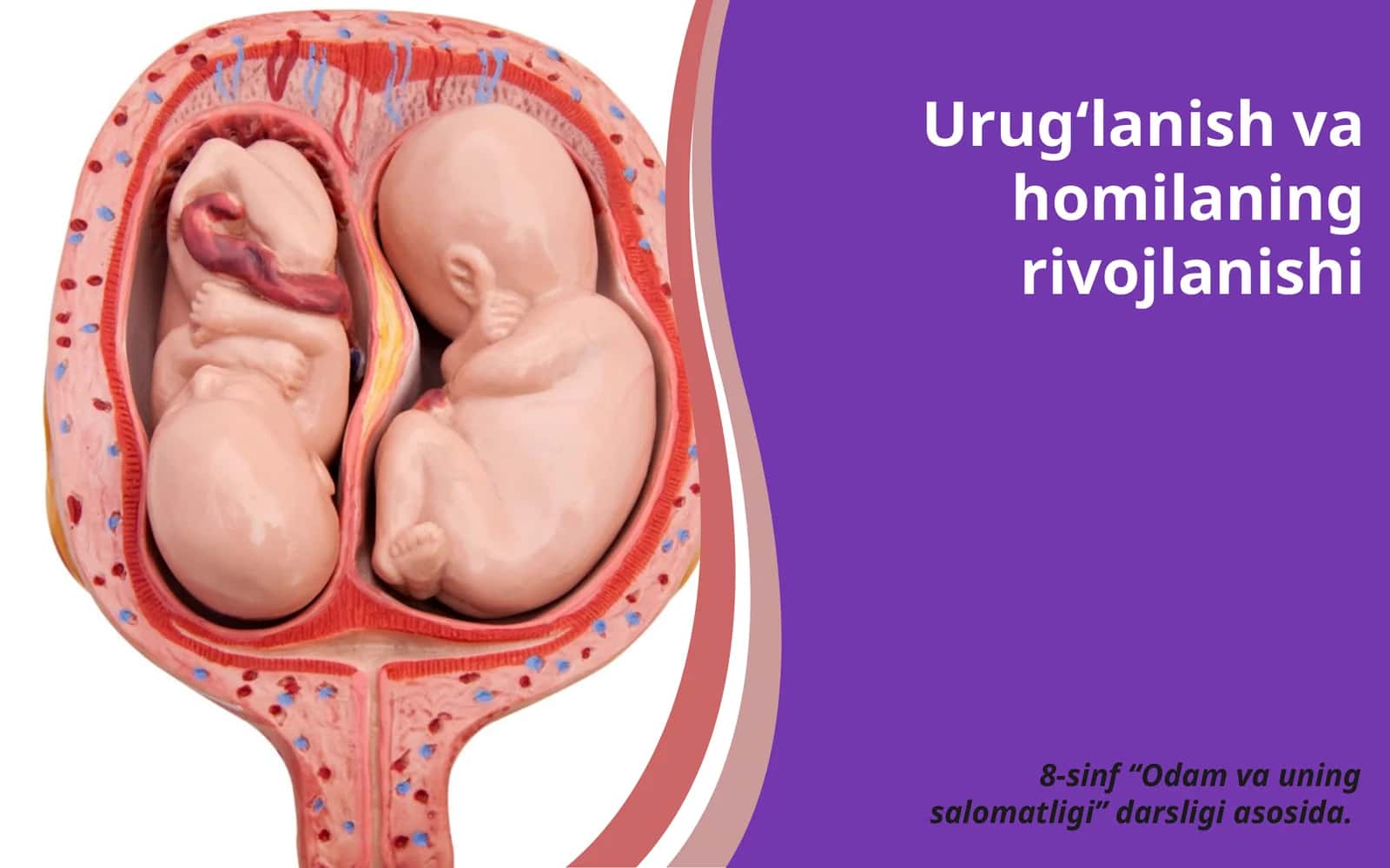 Urug‘lanish va homilaning rivojlanishi