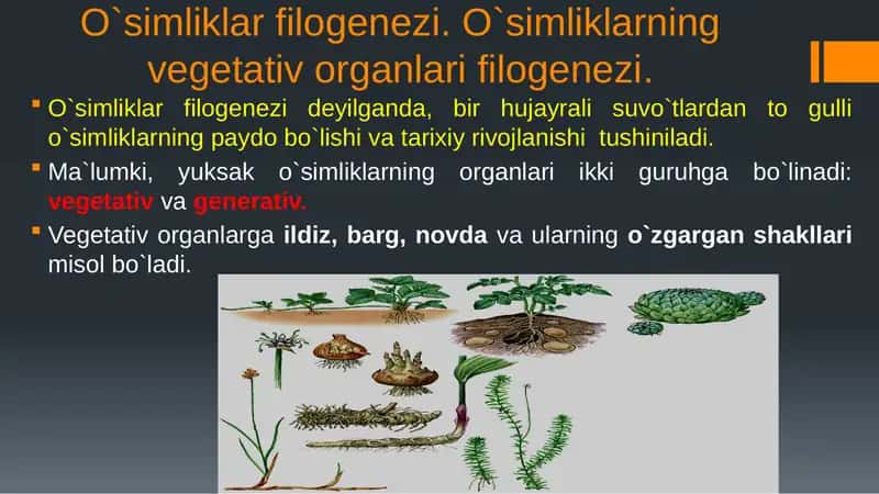O`simliklar filogenezi. O`simliklarning vegetativ organlari filogenezi
