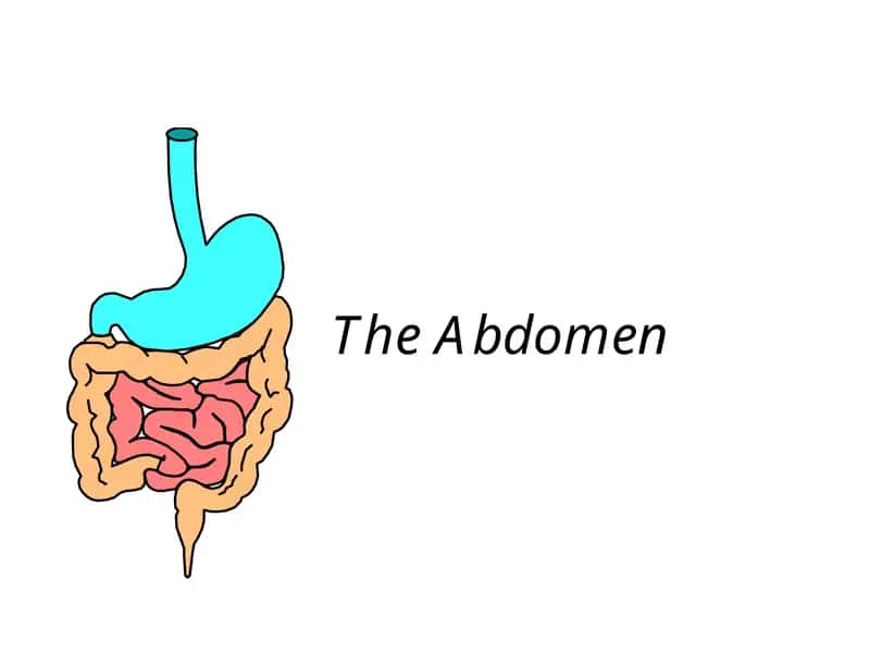 The Abdomen
