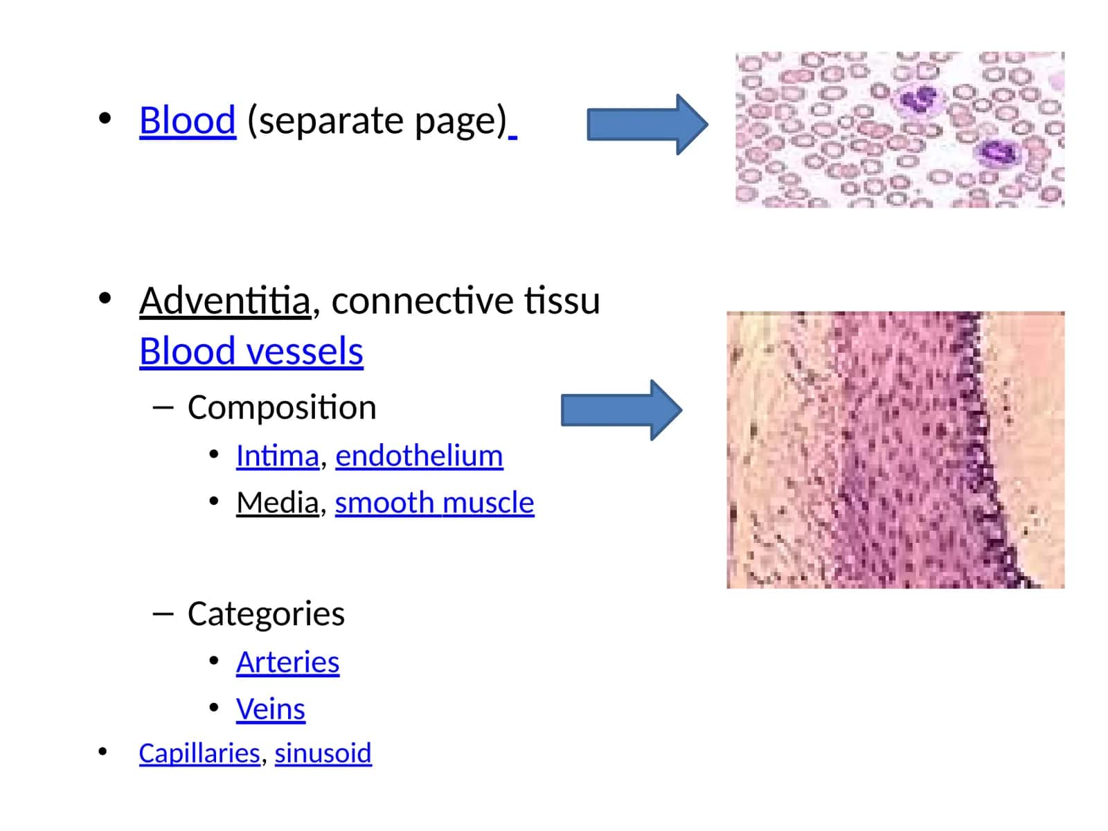 Blood vessels