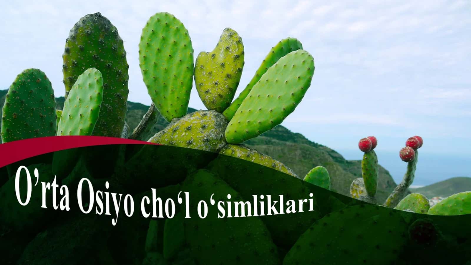 O’rta Osiyo cho‘l o‘simliklari