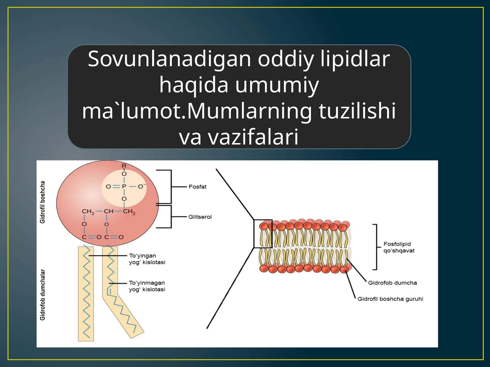 Sovunlanadigan odiy lipidlar haqida umumiy ma'lumot. Mumlar tuzilishi va vazifalari