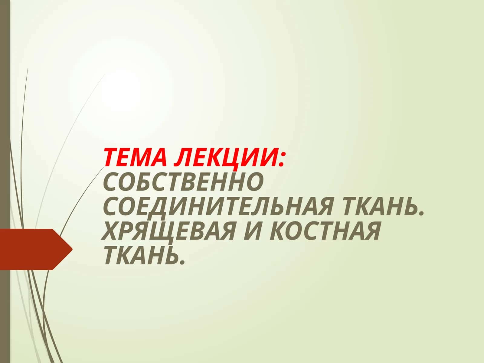 Соединительная ткань. Хрящевая и костная ткань