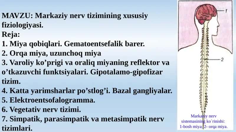 Markaziynervtizimining xususiy fiziologiyasi