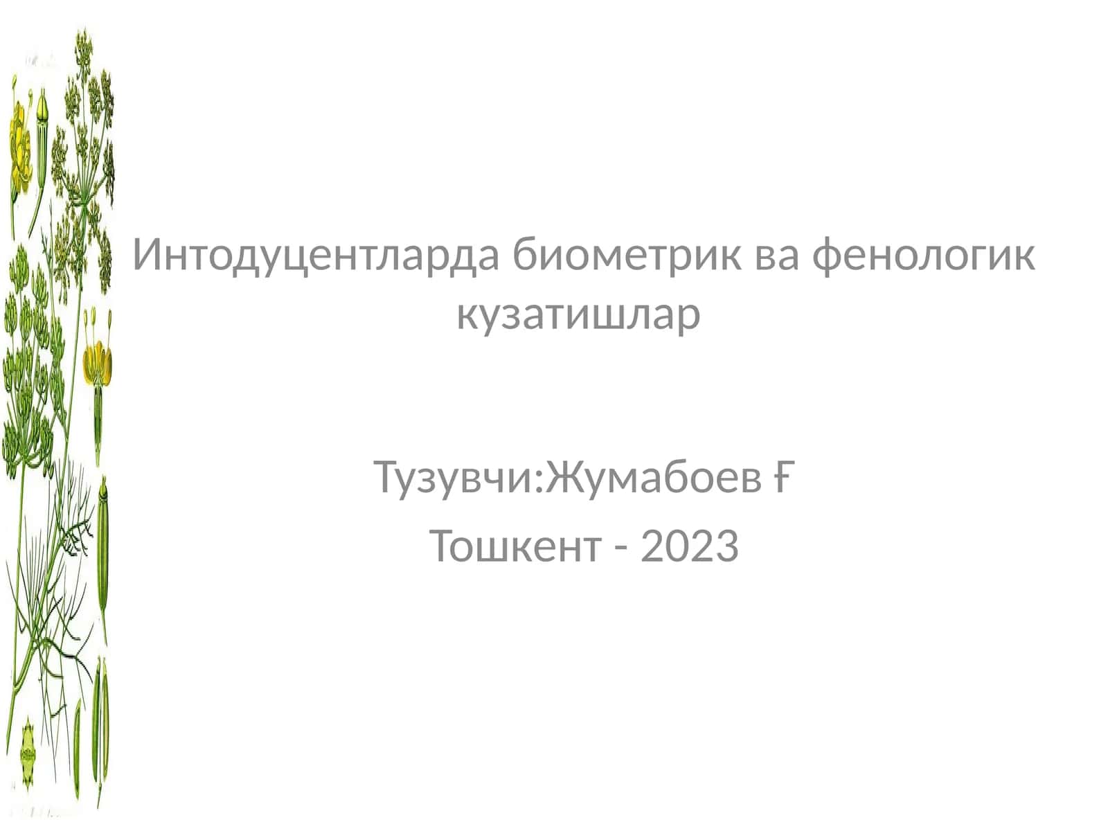 Интодуцентларда биометрик ва фенологик кузатишлар