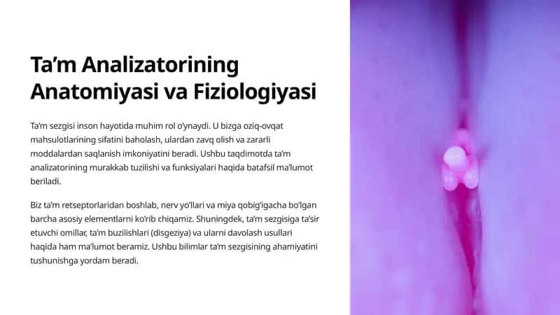 Ta’m Analizatorining Anatomiyasi va Fiziologiyasi