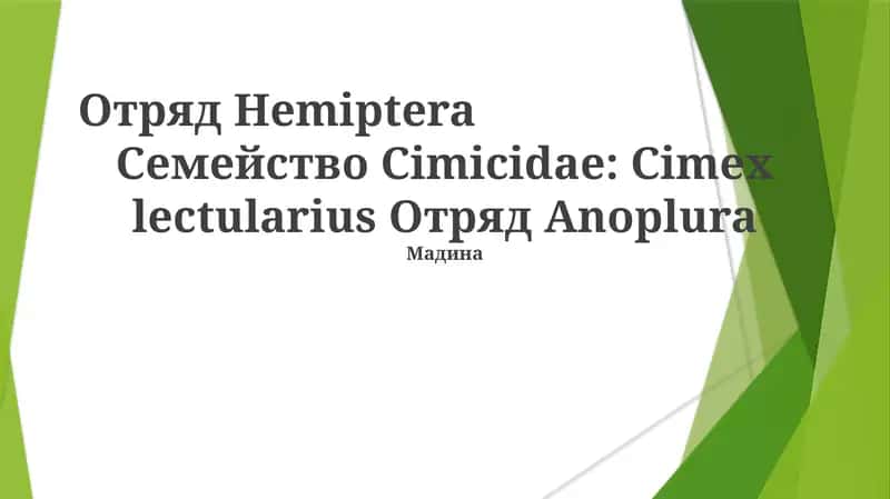 Медицинское значение Cimicidae: влияние на здоровье человека