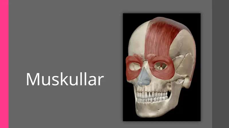 Muskullar