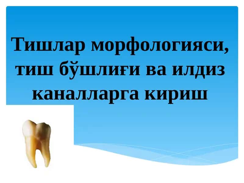 Тишлар морфологияси, тиш бўшлиғи ва илдиз каналларга кириш
